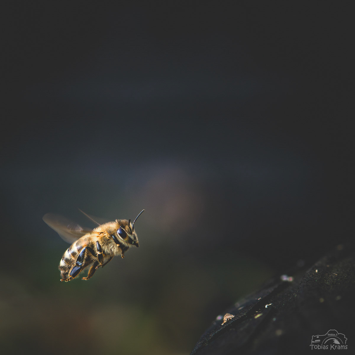 Honigbiene - Mettenbach