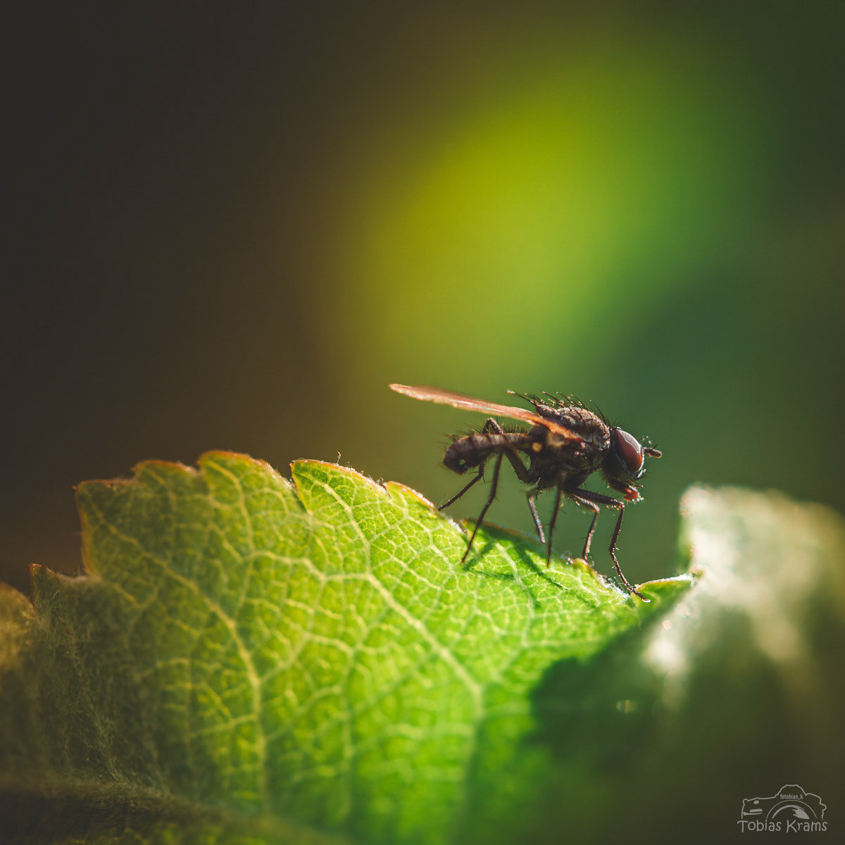Kammschienen Wurzelfliege - Mettenbach