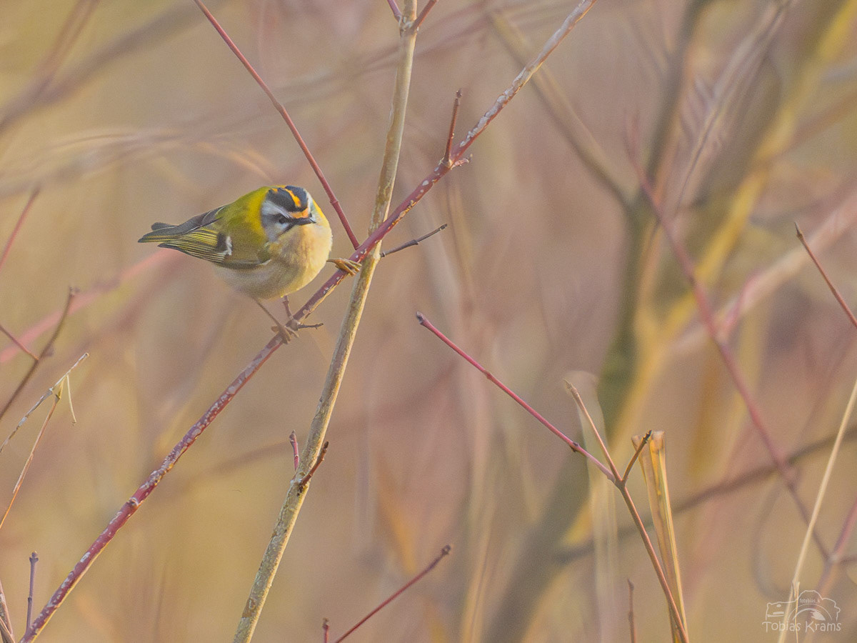 Sommergoldhähnchen (im Winter) Altheim 2024