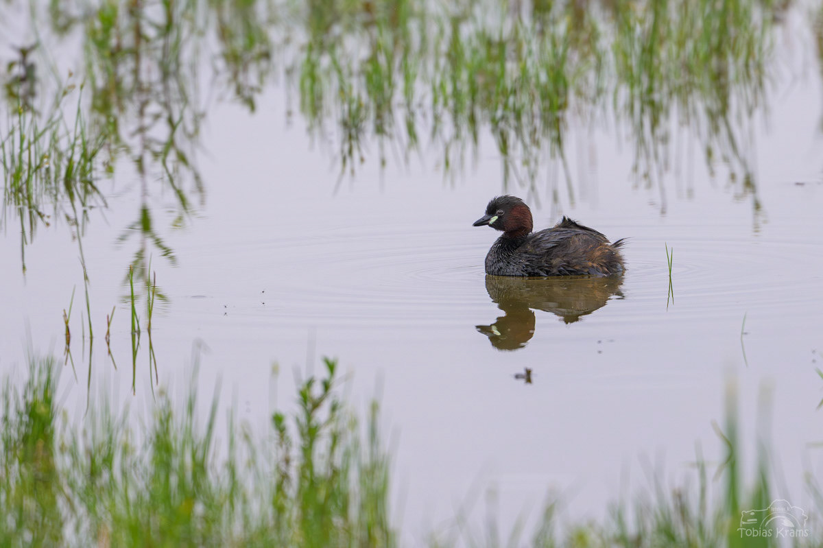 Zwergtaucher - Kreuzstauden 2025