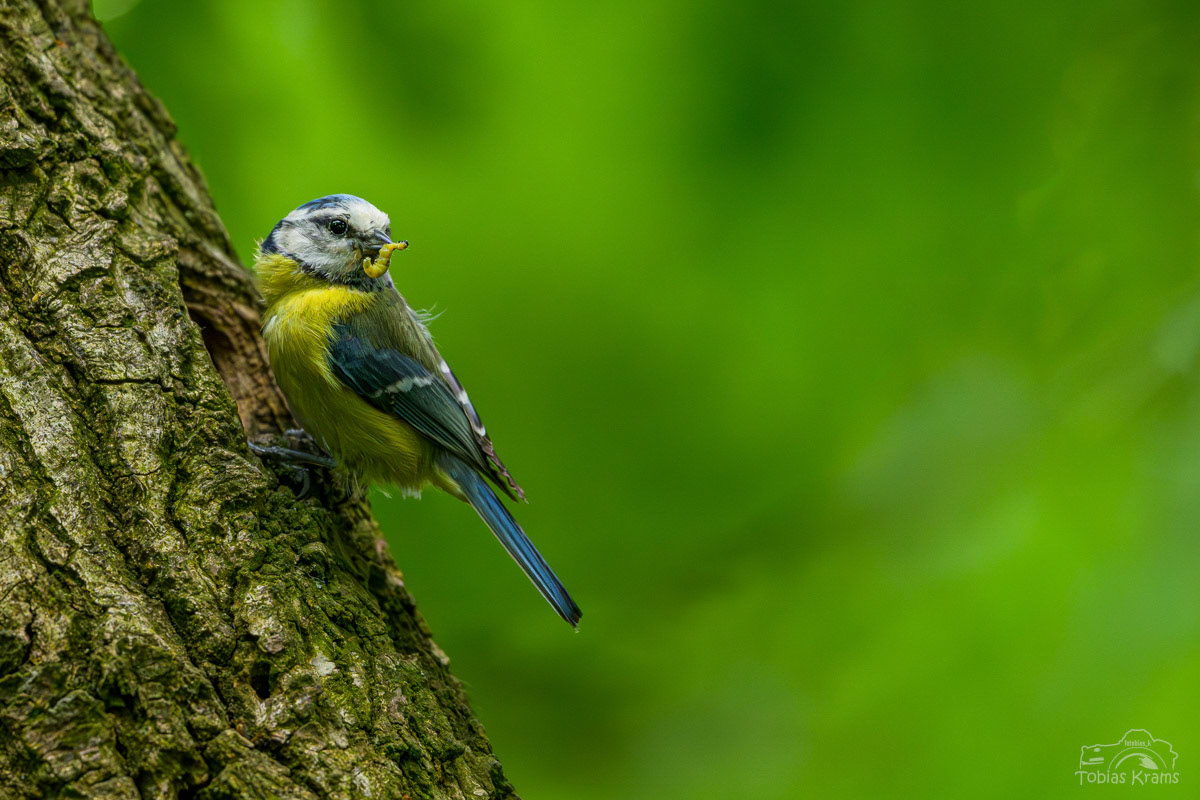 Blaumeise - Mettenbach 2025