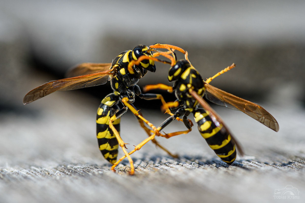 Feldwespen - Mettenbach