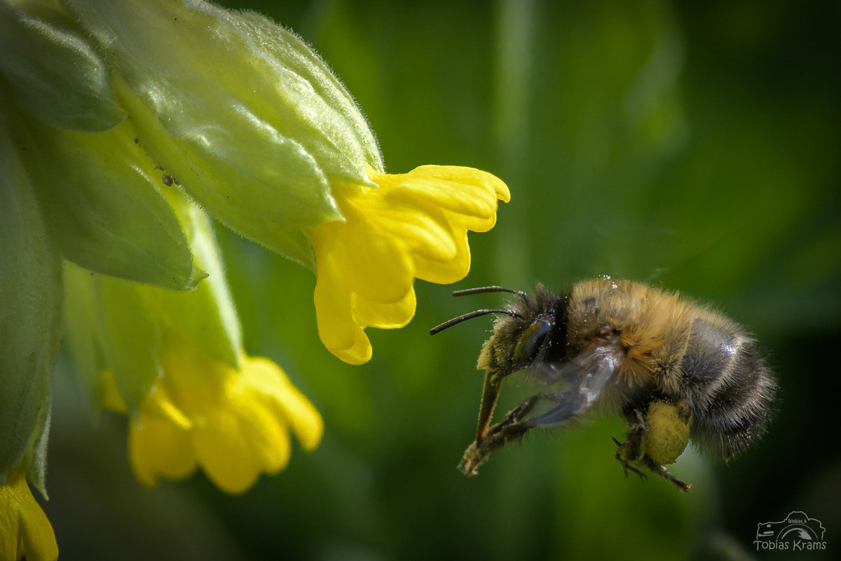 Frühlings-Pelzbiene - Mettenbach