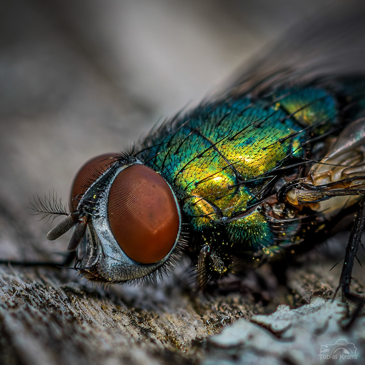 Goldfliege - Mettenbach