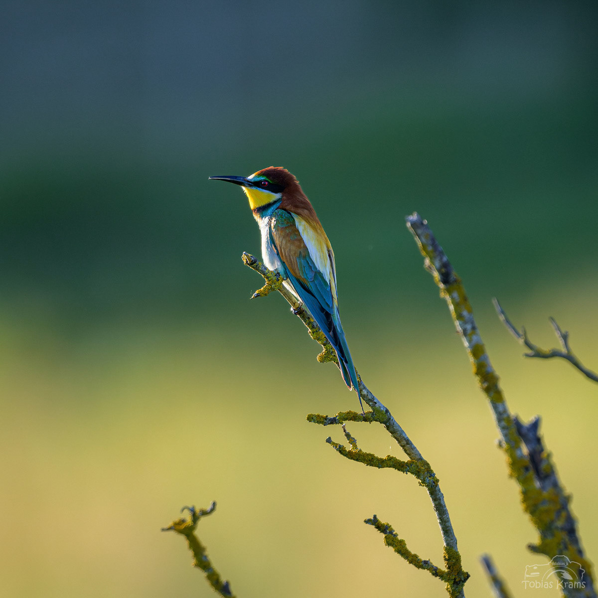 Bienenfresser - Mettenbach 2024