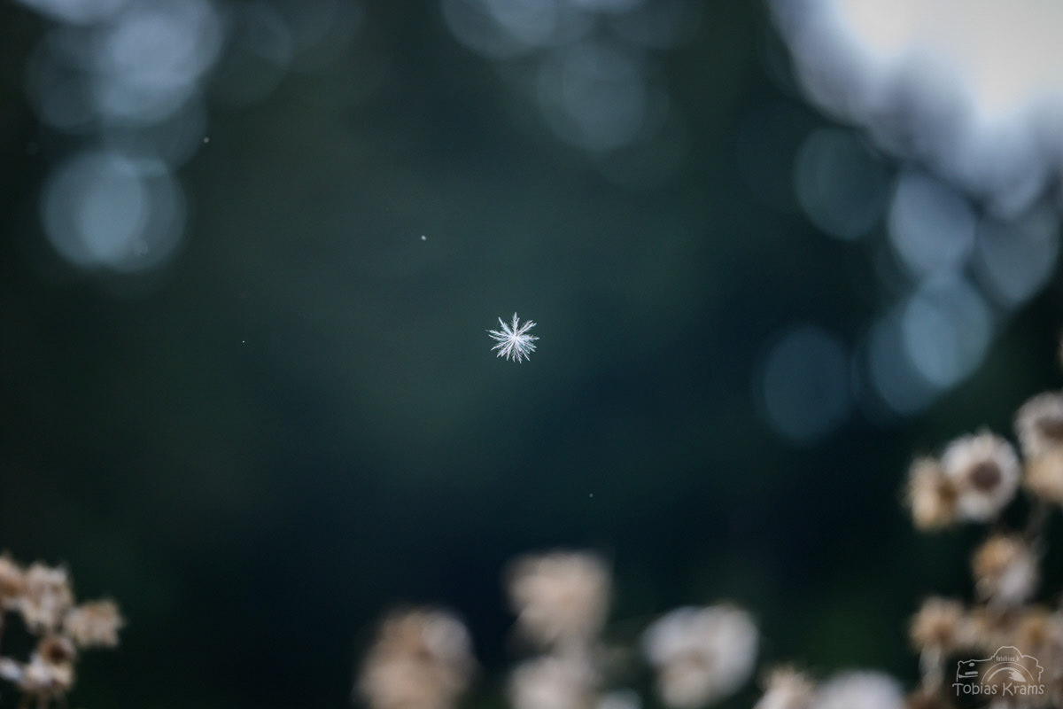 Im Flug - Mettenbach