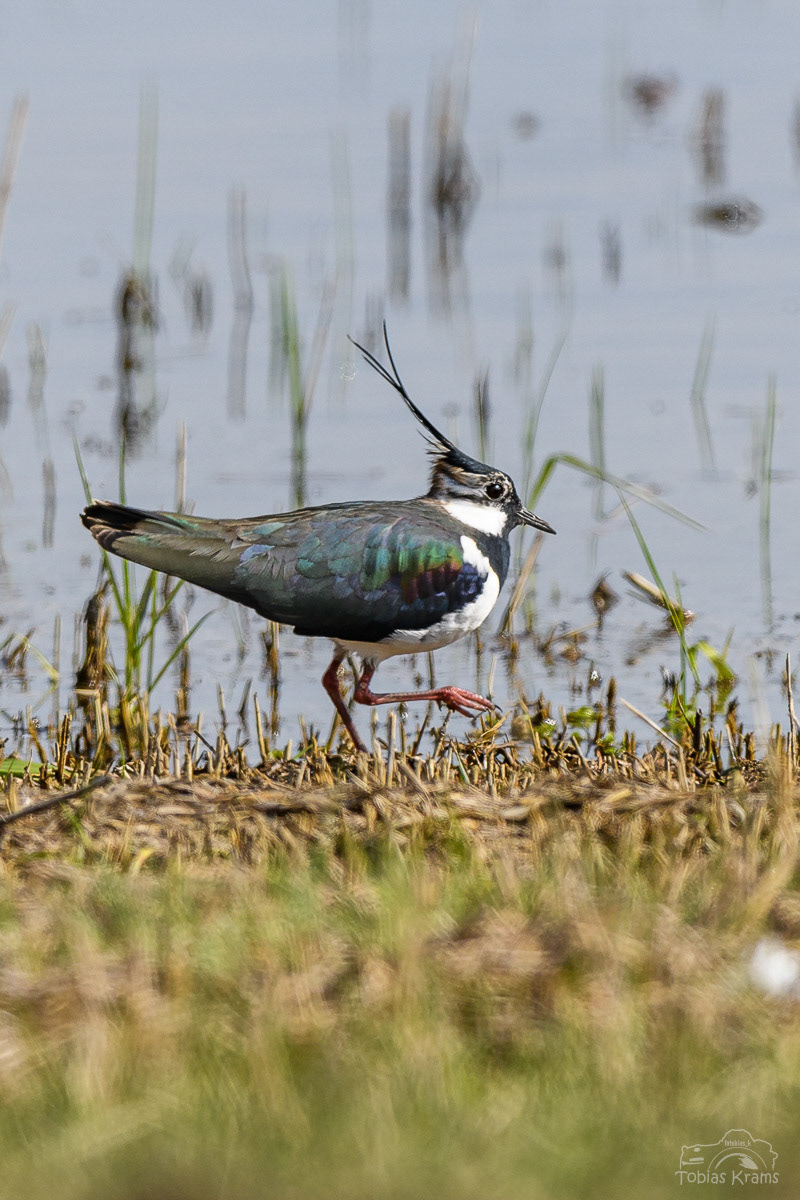 Kiebitz - Kreuzstauden 2024