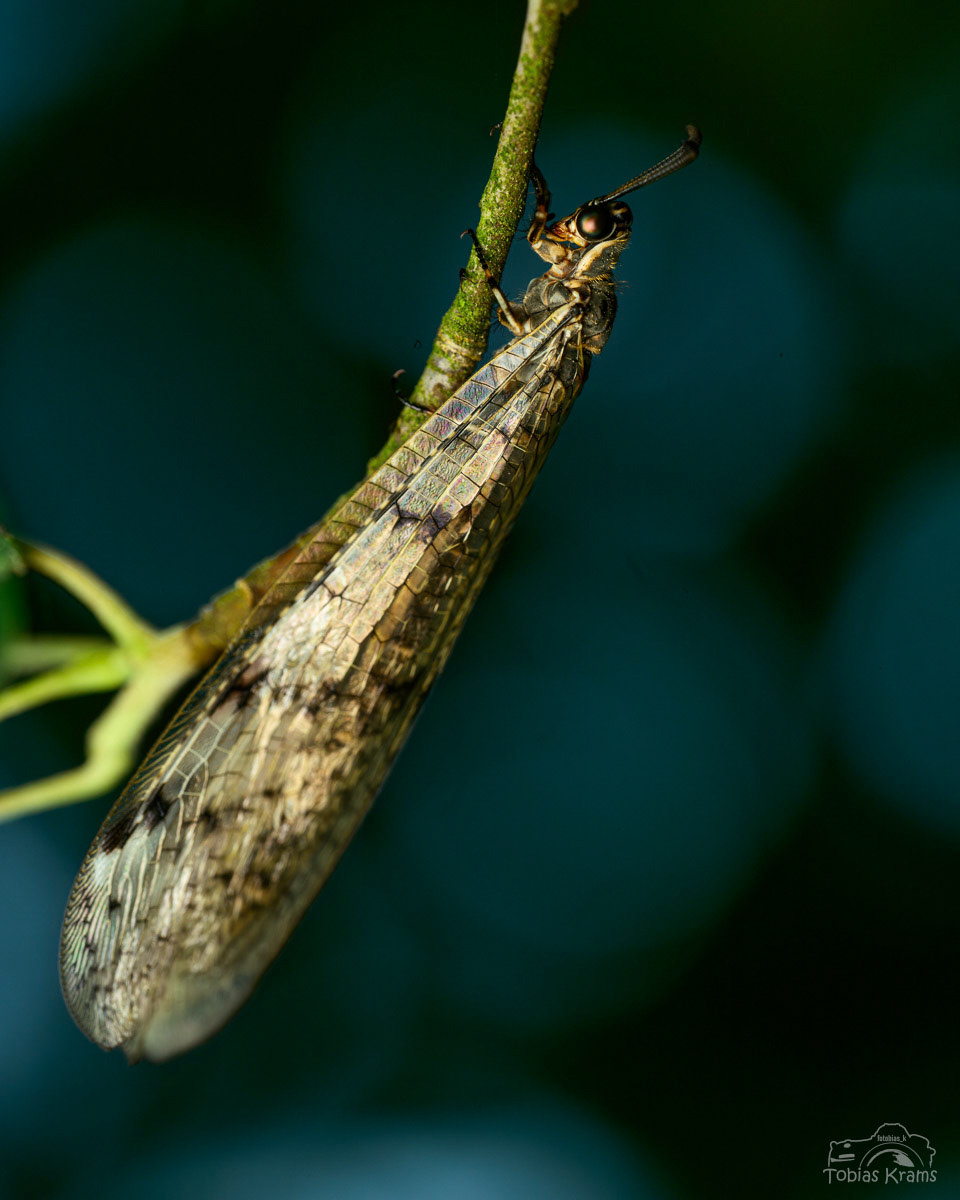 Geflecktflüglige Ameisenjungfer - Mettenbach 2025