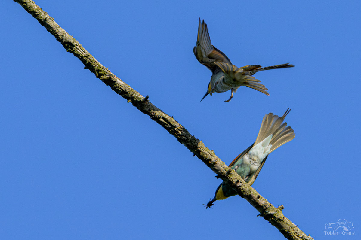 Bienenfresser - Mettenbach 2024