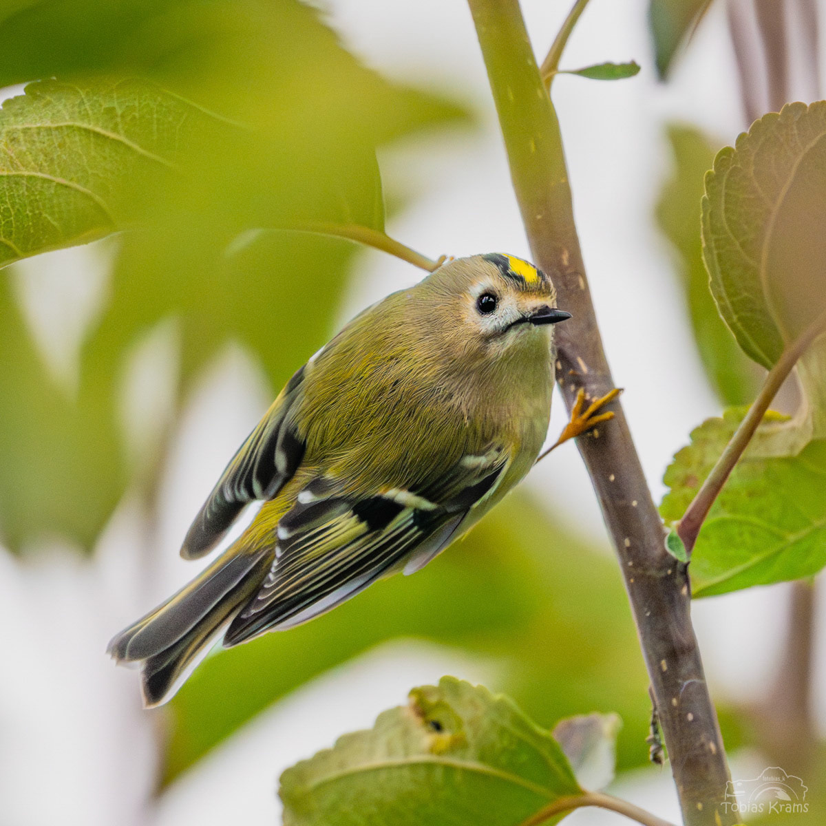 Wintergoldhähnchen - Mettenbach 2024