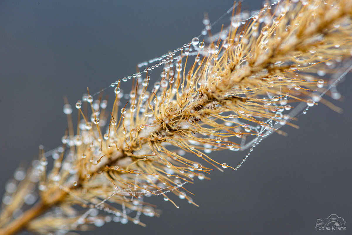 Tau im Mettenbacher Moos
