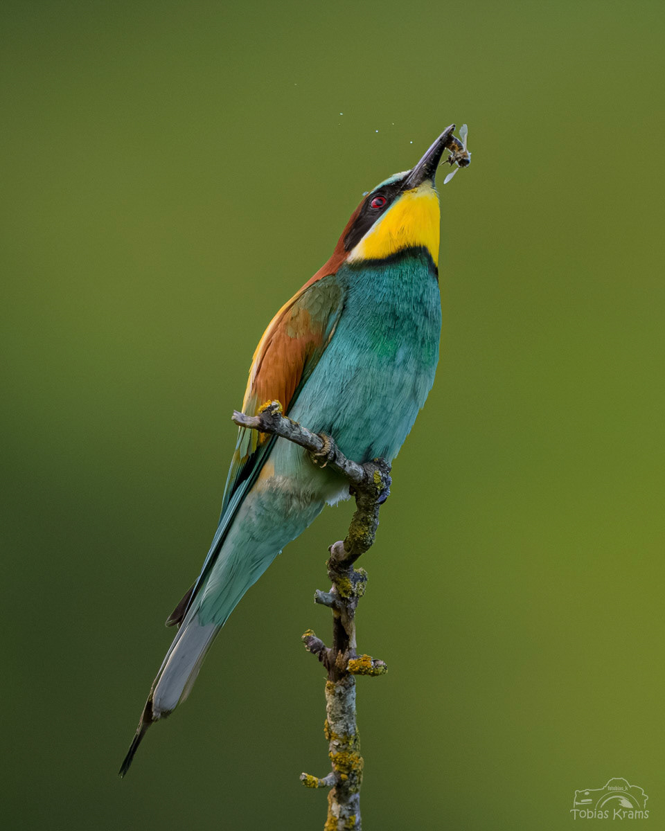 Bienenfresser - Mettenbach 2024