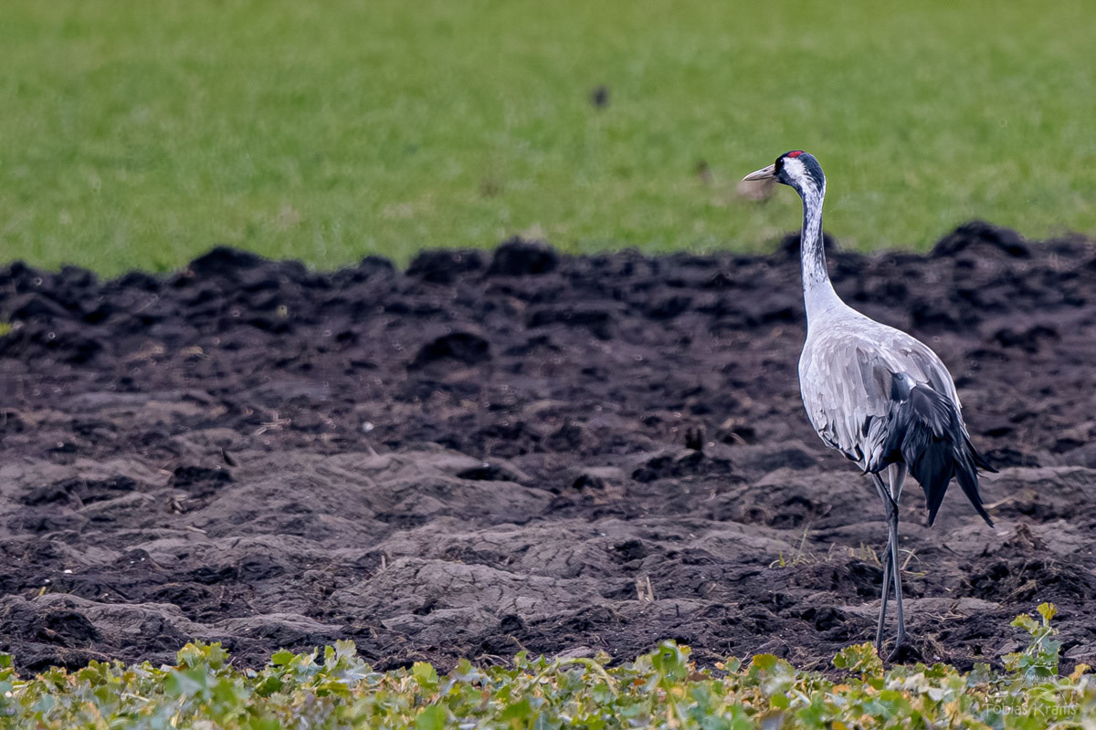 Kranich im Moos bei Weng 2024