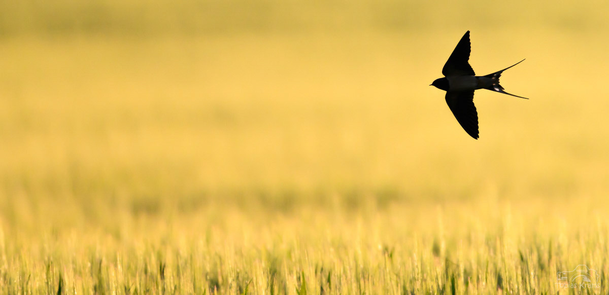 Rauschschwalbe - Mettenbach 2025