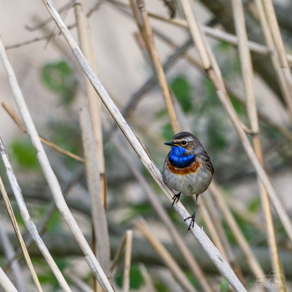 Blaukehlchen - Mettenbacher Moos 2024