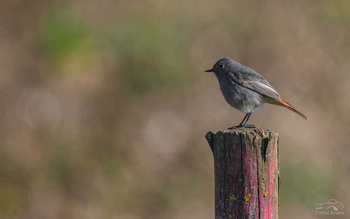 Hausrotschwanz - Mettenbacher Moos