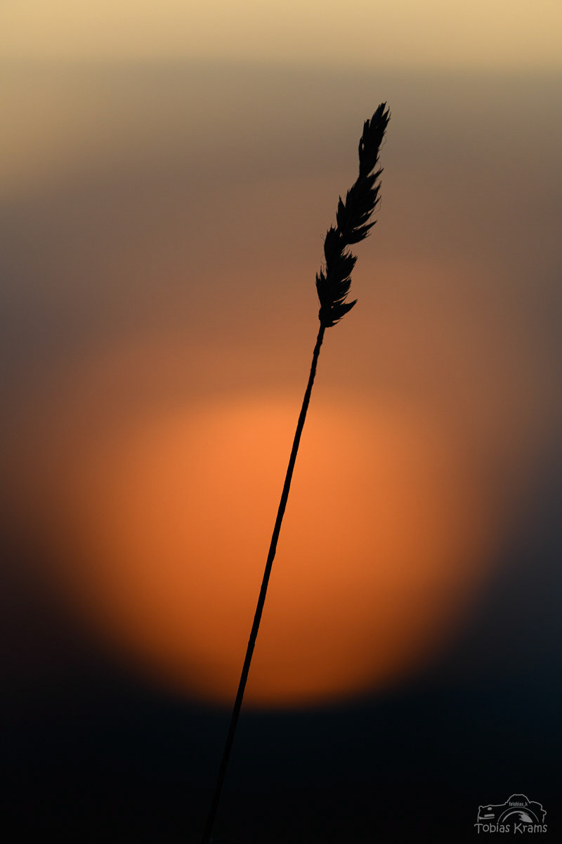 Im Sonnenuntergang - Mettenbacher Moos