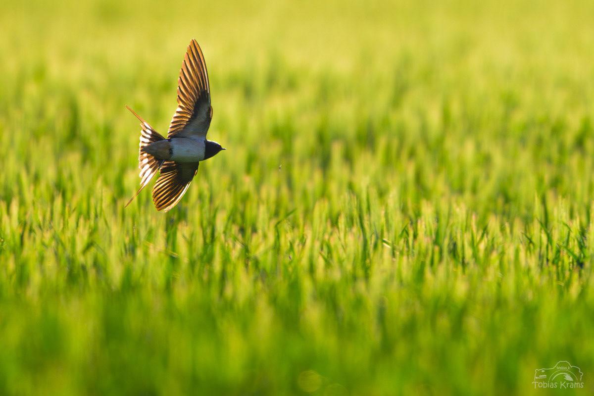 Rauschwalbe bei der Jagd - Mettenbach 2025