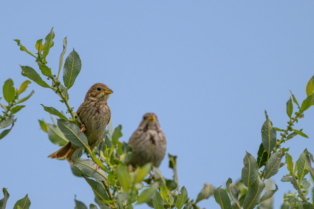 Junge Rohrammer - Mettenbacher Moos 2025