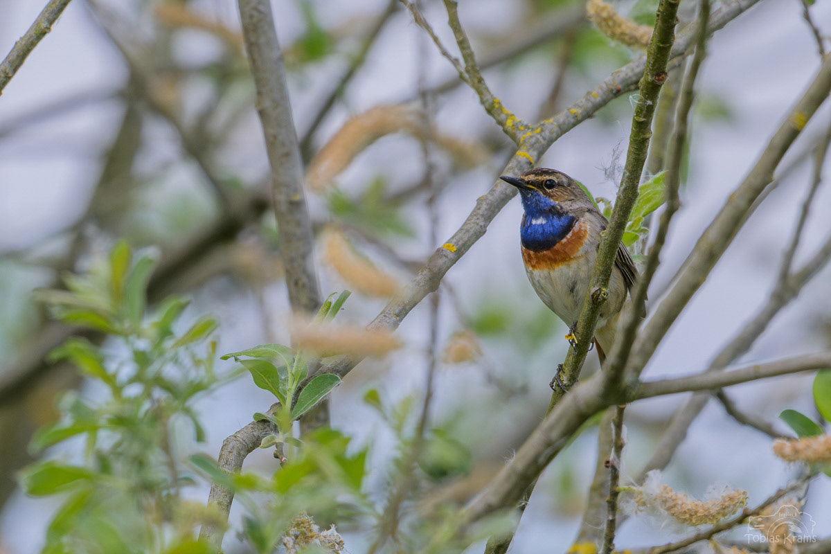 Blaukehlchen - Mettenbacher Moos 2025