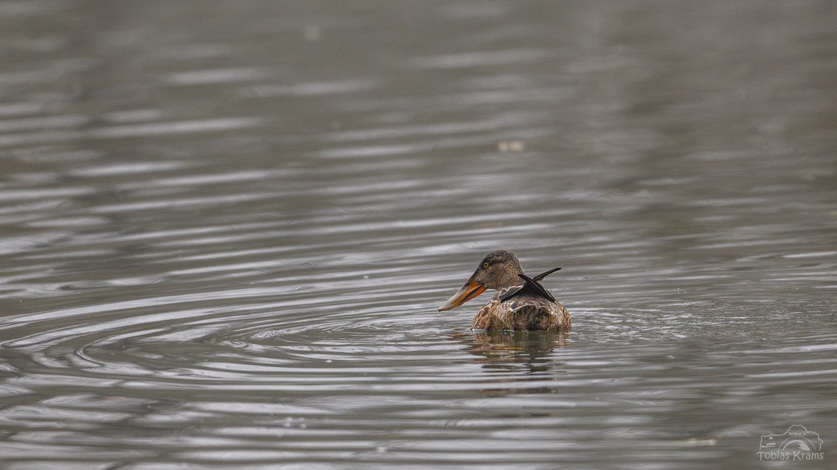 Löffelente - Altheim 2024