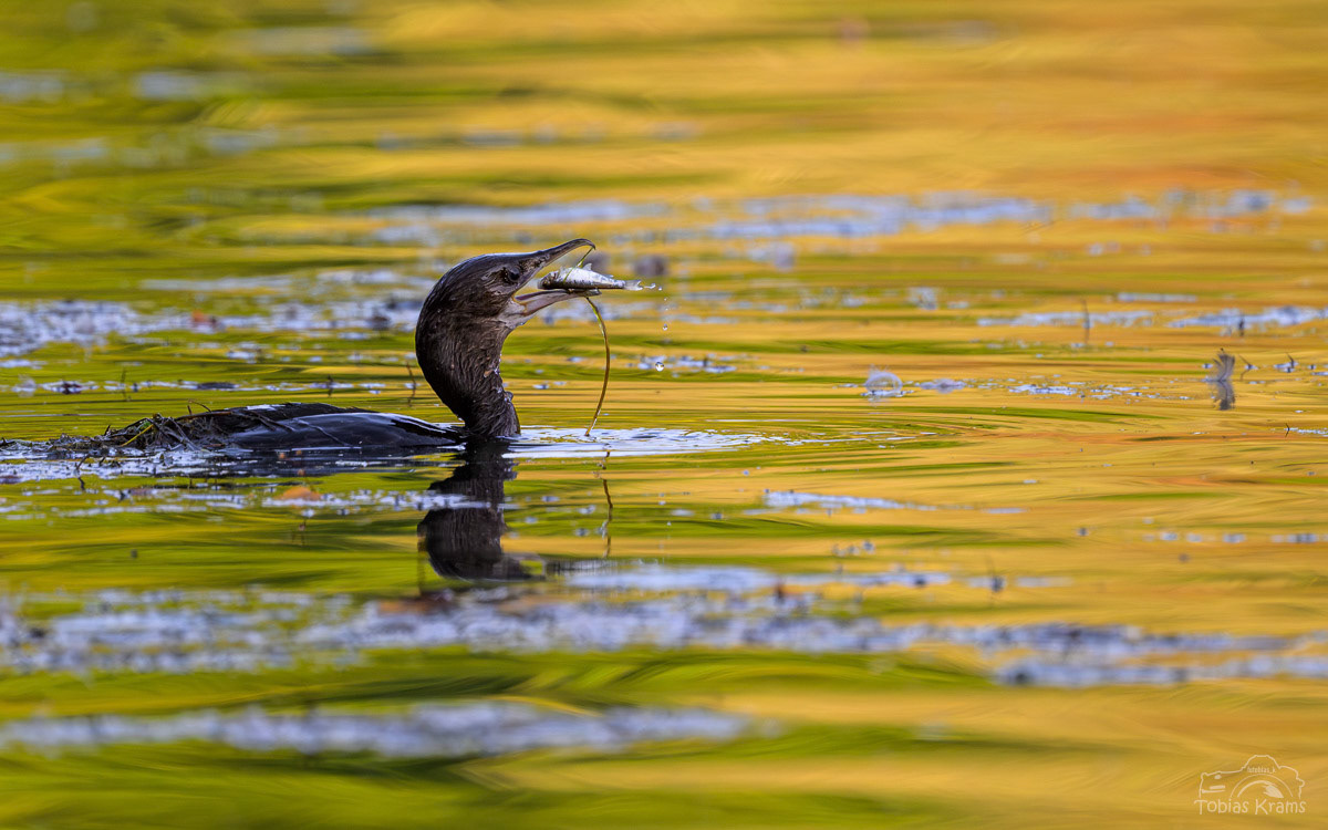 Kormoran - Altheim 2025