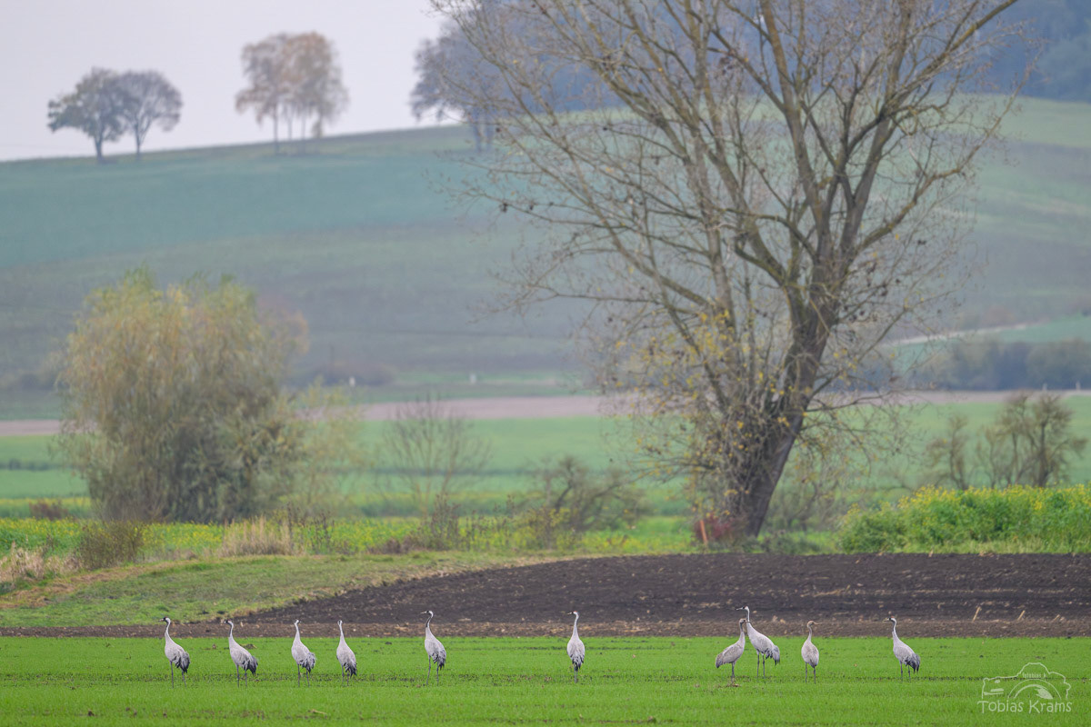 Kraniche im Mettenbacher Moos 2024