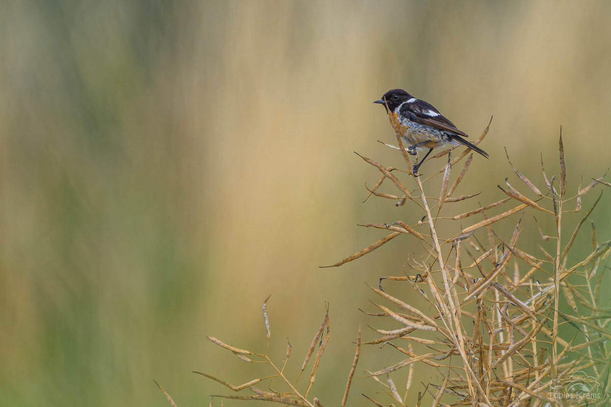 Schwarzkehlchen Männchen - Mettenbach 2025