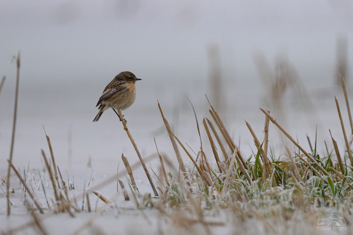Schwarzkehlchen (w) - Mettenbacher Moos