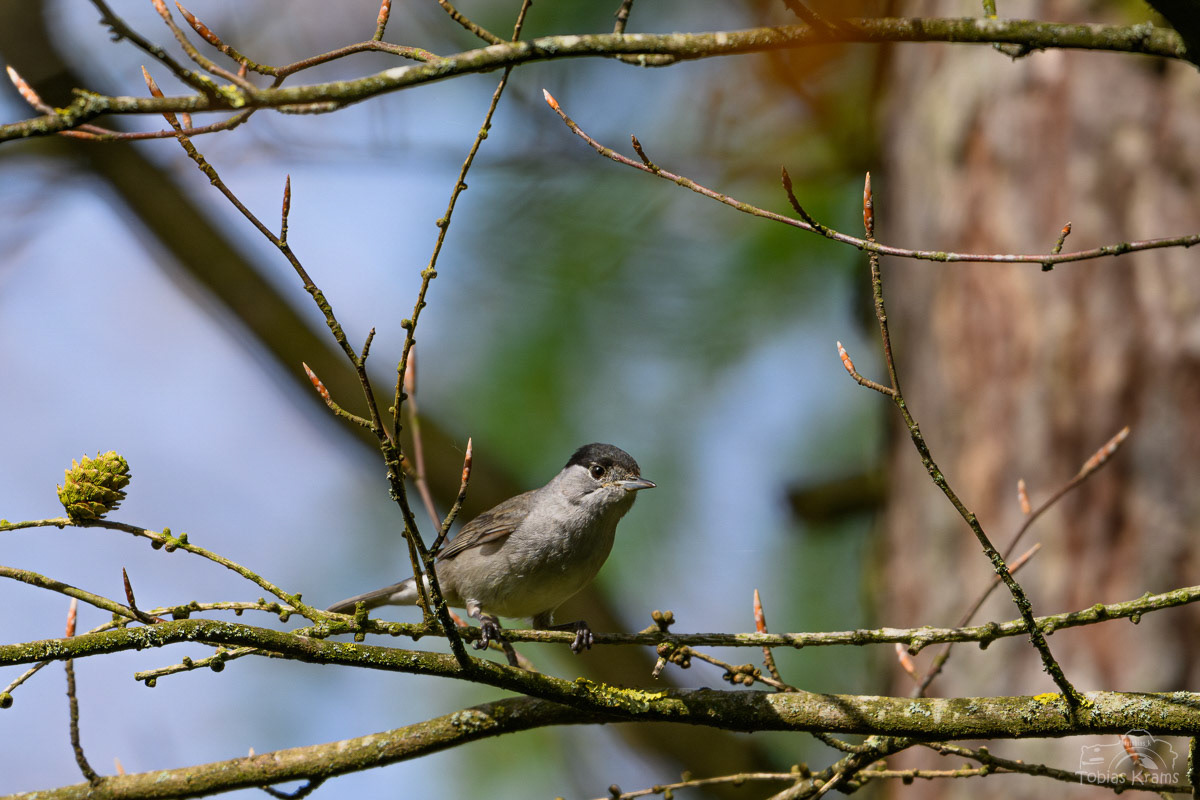 Mönchsgrasmücke (m) - Mettenbach 2025