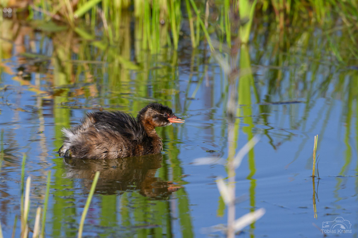 Zwergtaucher - Kreuzstauden 2024