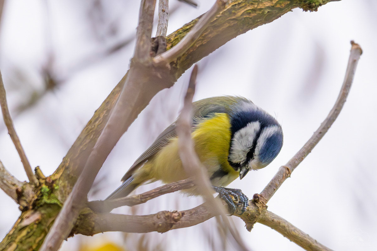 Blaumeise Mettenbach 2024