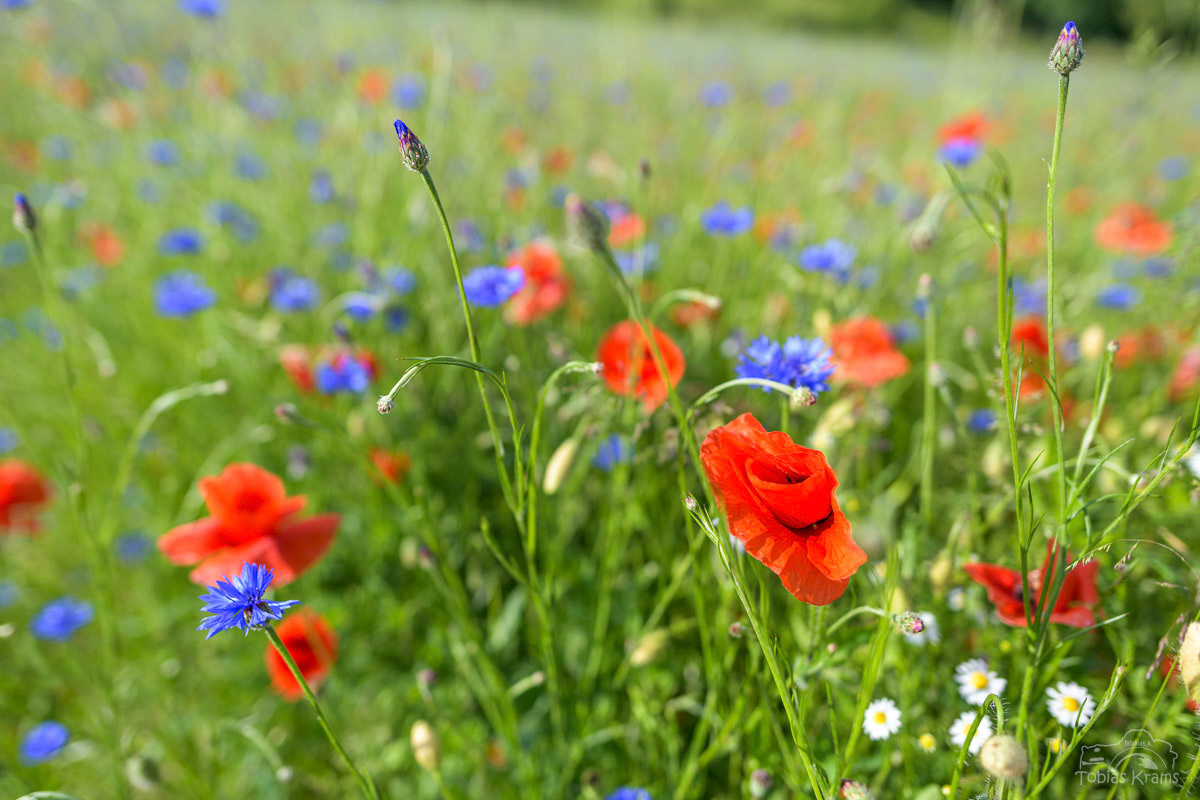 MIPA Ausgleichsfläche - Mettenbach 2024