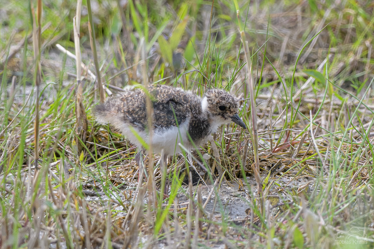 Kiebitzküken - Kreuzstauden 2024