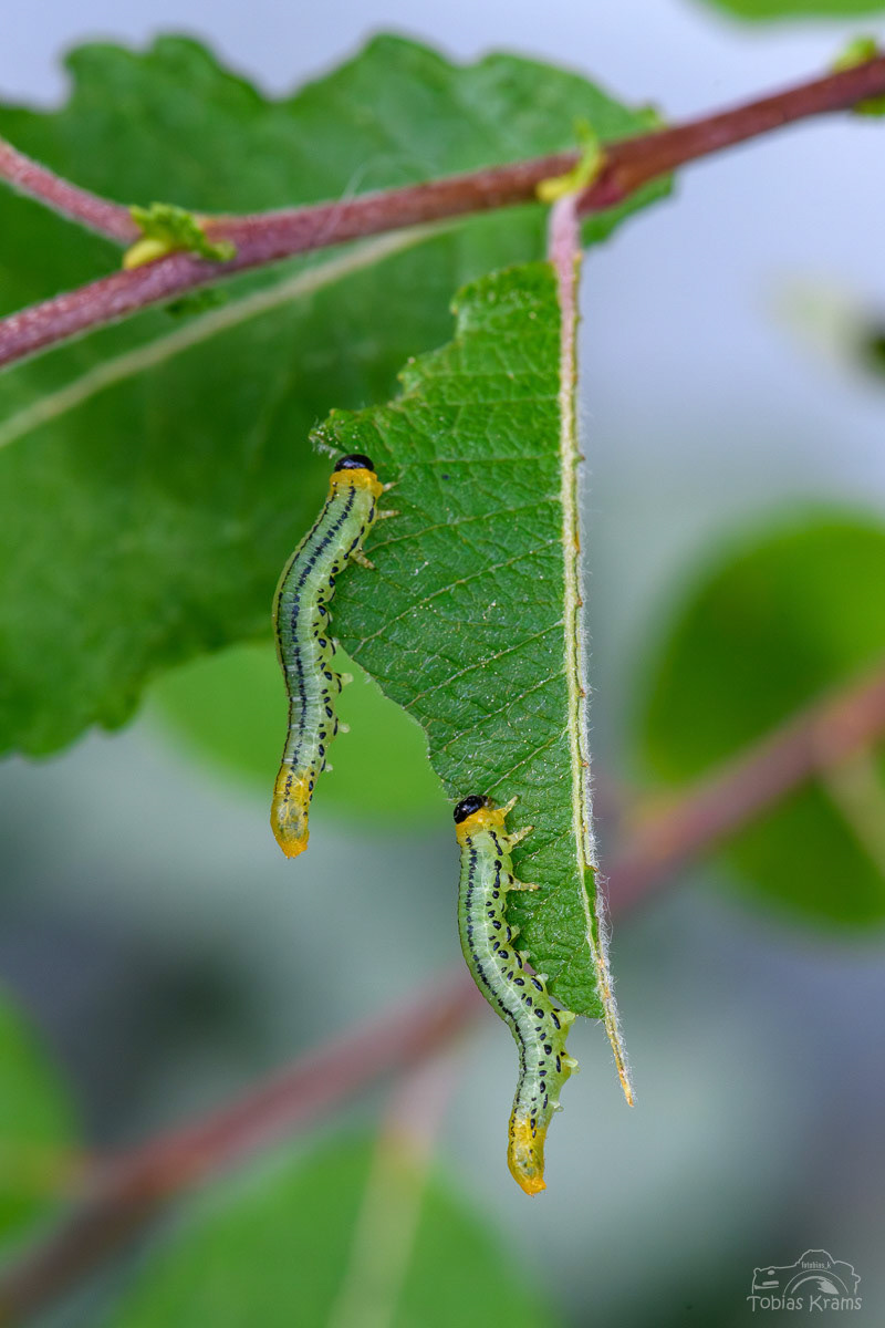 Schwarzblaue Bürstenhornraupe - Mettenbach