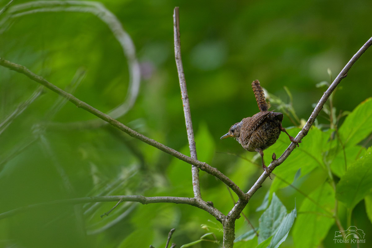 Zaunkönig - Mettenbach 2024