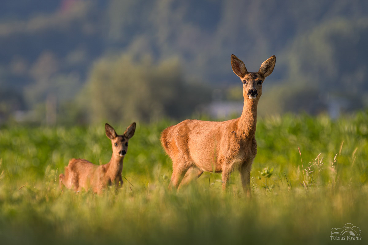 Ricke und Junges - Grießenbacher Moos 2023