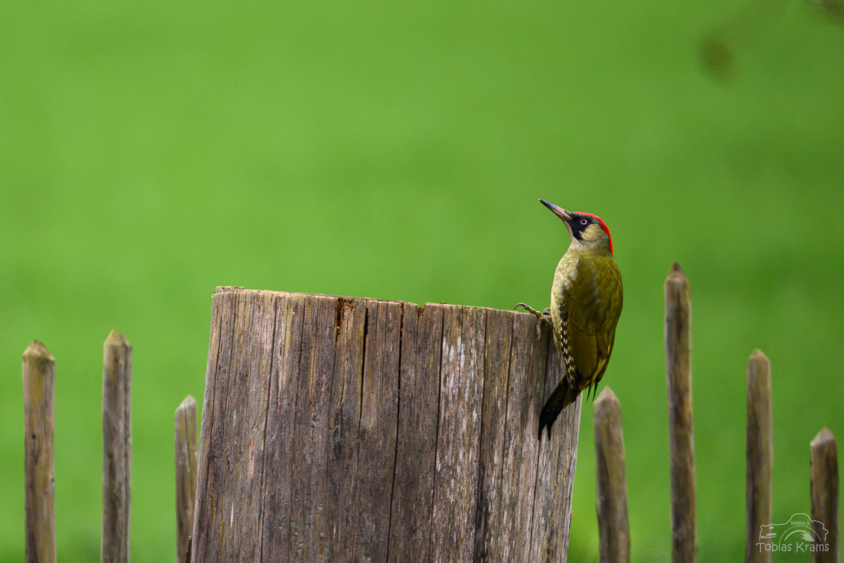 Grünspecht - Mettenbach 2024