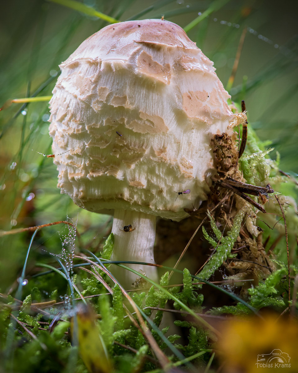 Parasol - Makrostack aus 6 Bilder