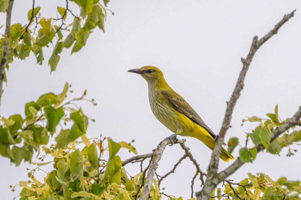 Pirol - Weibchen - Grießenbacher Moos 2025