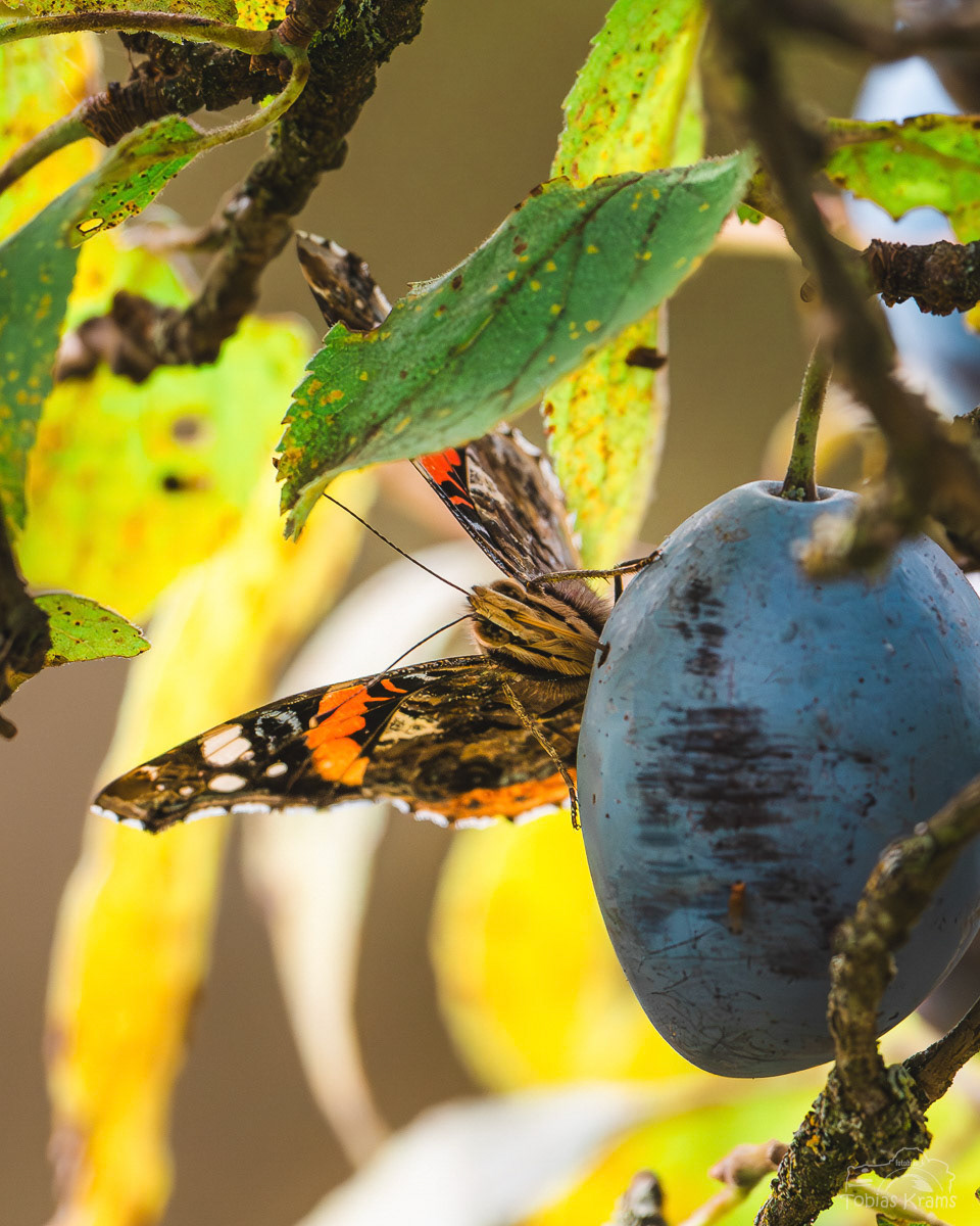 Admiral an überreifer Zwetschge - Mettenbach