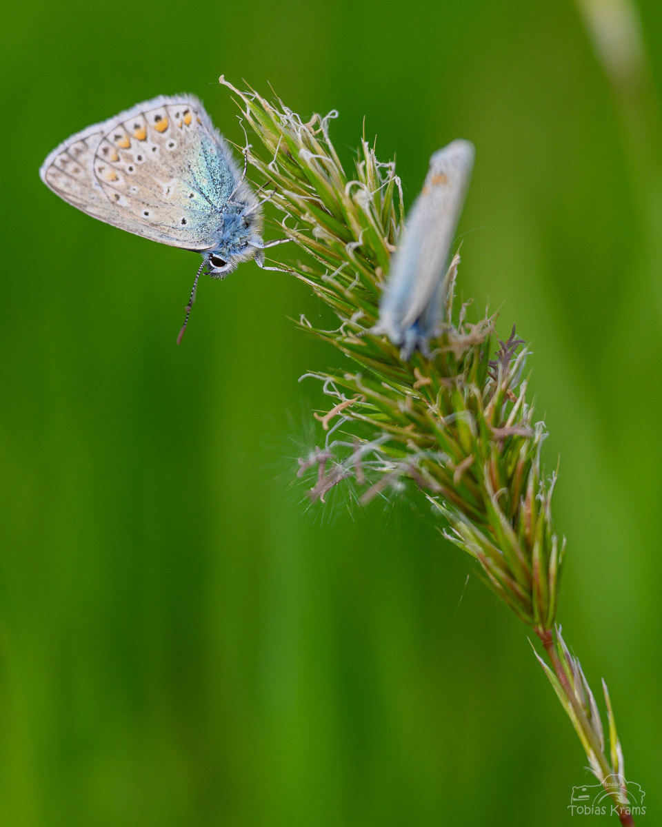 Hauhechel-Bläuling - Mettenbach 2025