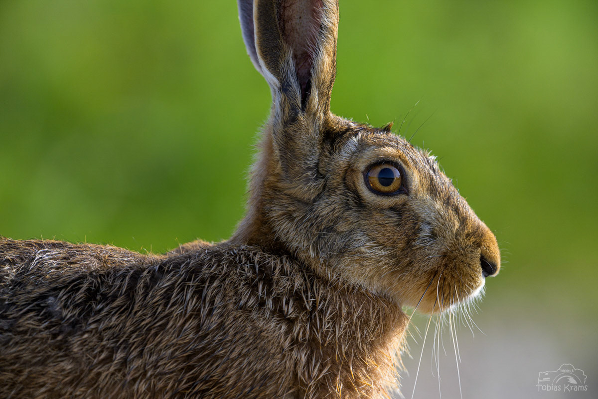 Heldhase - Mettenbacher Moos 2024