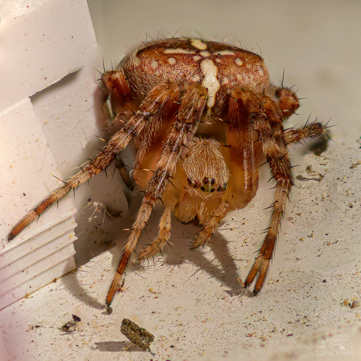 Kreuzspinne - Mettenbach