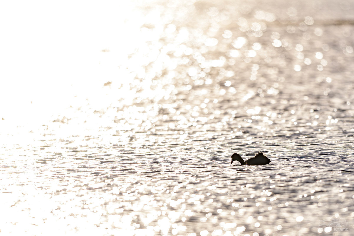 Zwergtaucher in der Abendsonne - Kreuzstauden 2024