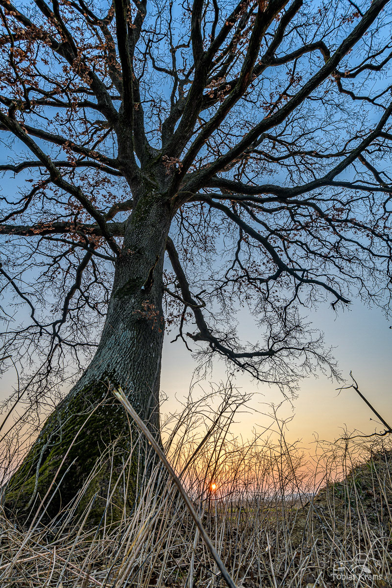 Sonnenaufgang - Eiche im Moos 2022