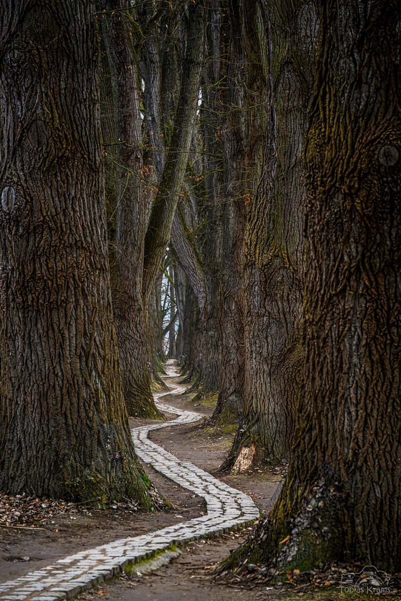 Pappaelallee Regensburg 2024