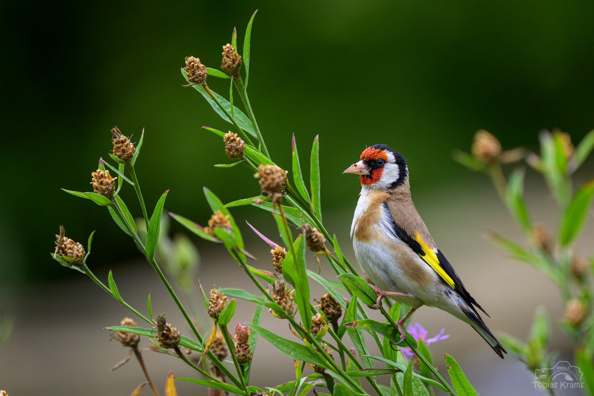 Stieglitz - Mettenbach 2025