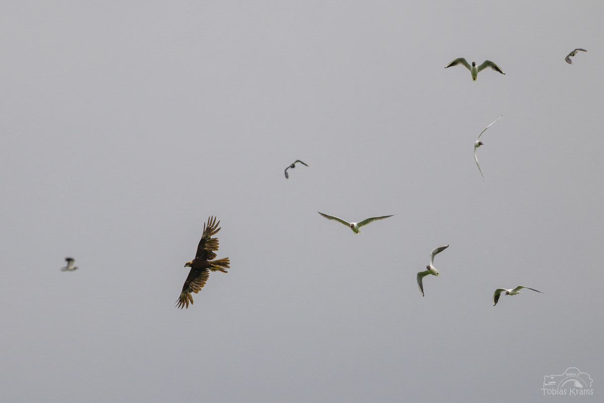 Rohrweihe wird von Kiebitz und Lachmöwen vertrieben - Kreuzstauden 2025