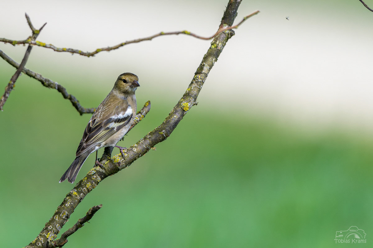 Buchfink Weibchen - Mettenbacher Moos 2024